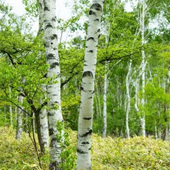 Bouleau commun - Blancheur qui illumine