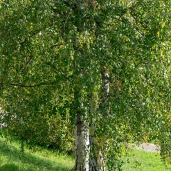 Bouleau commun - Blancheur qui illumine