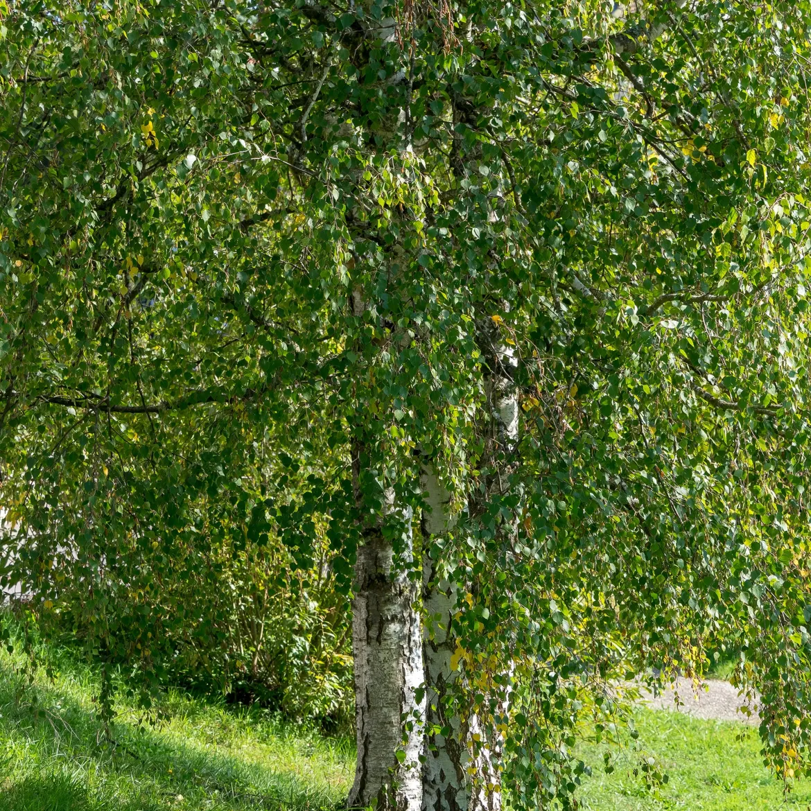 Bouleau commun - Blancheur qui illumine