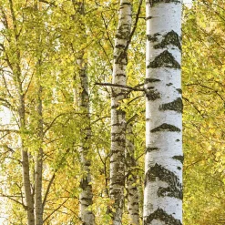 Bouleau commun - Blancheur qui illumine