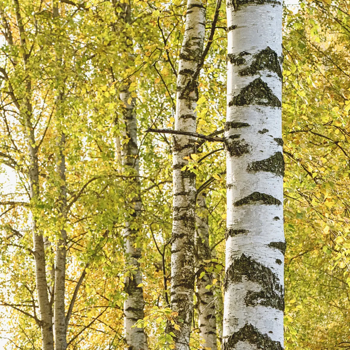 Bouleau commun - Blancheur qui illumine