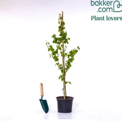 Bouleau commun - Blancheur qui illumine