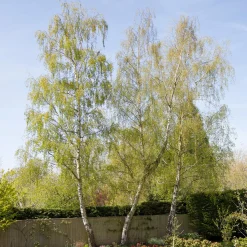 Bouleau commun - Blancheur qui illumine