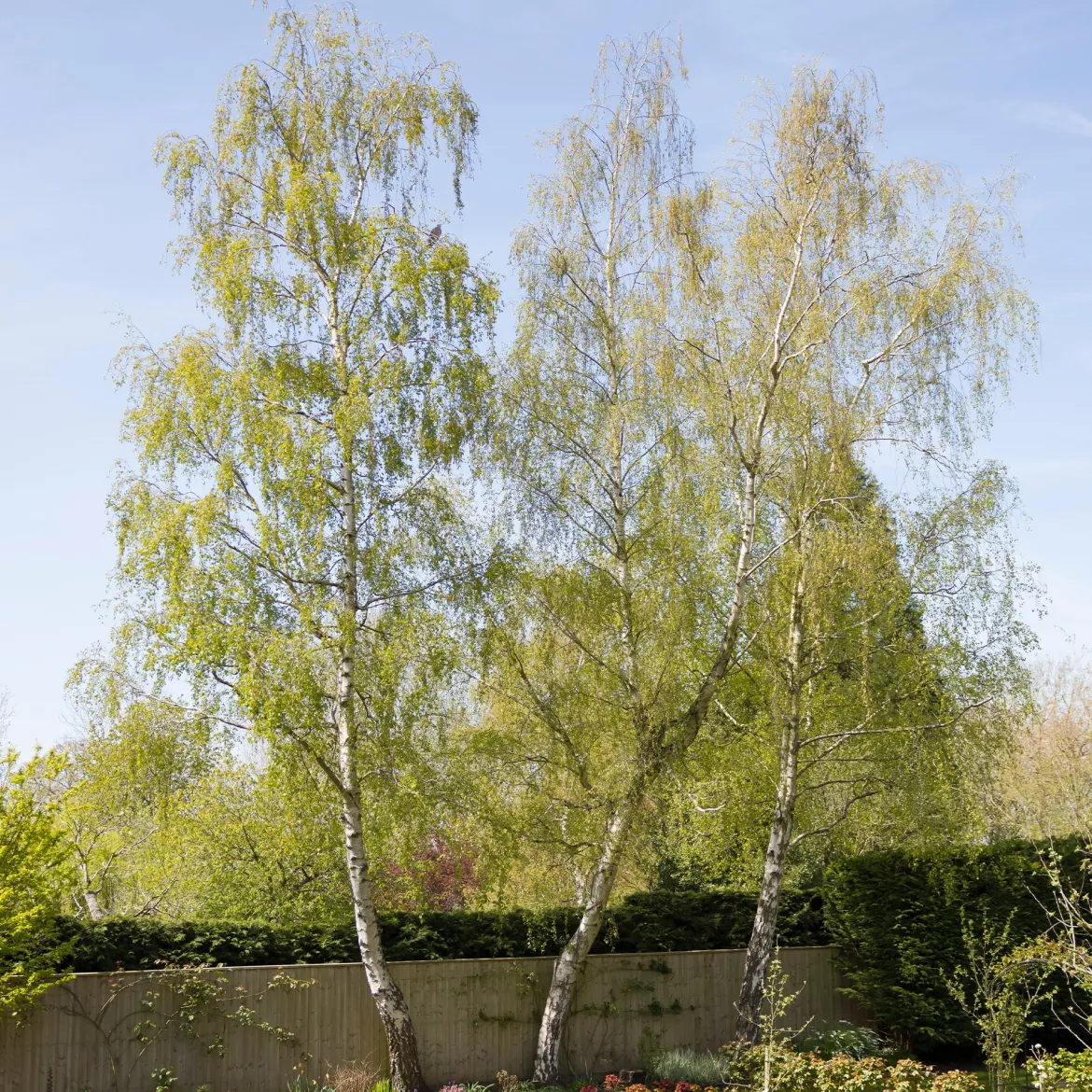 Bouleau commun - Blancheur qui illumine