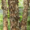 Bouleau noir - L'arbre qui aime l'eau
