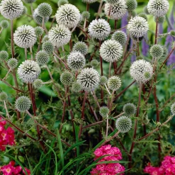Boule azurée 'Arctic Glow' - Boules florales sans effort