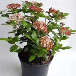 Boule de neige 'Gwenllian' - Des fleurs en plein hiver