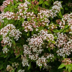 Boule de neige 'Gwenllian' - Des fleurs en plein hiver