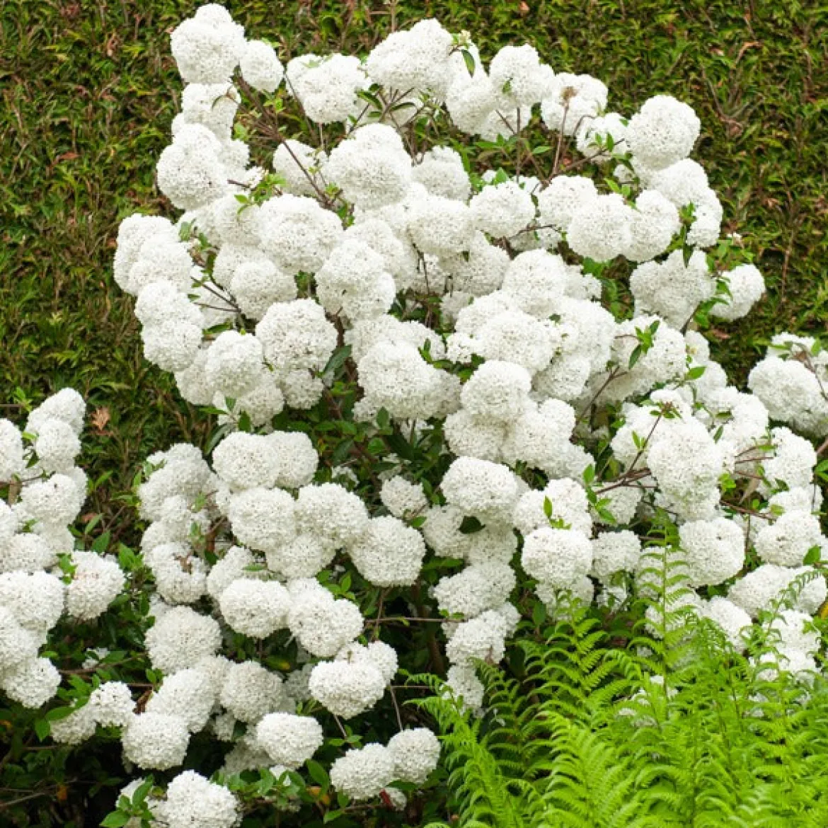Boule de neige sur tige - Des pompons blancs sans effort