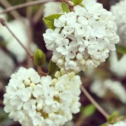 Boule de neige sur tige - Des pompons blancs sans effort