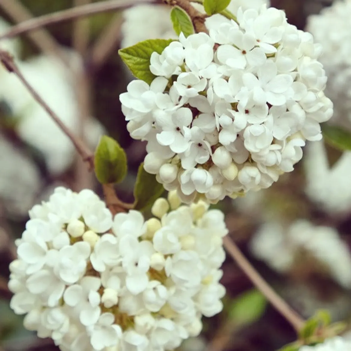 Boule de neige sur tige - Des pompons blancs sans effort