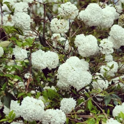 Boule de neige sur tige - Des pompons blancs sans effort