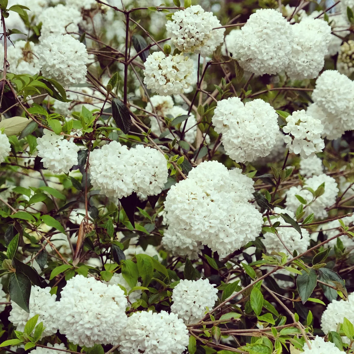 Boule de neige sur tige - Des pompons blancs sans effort