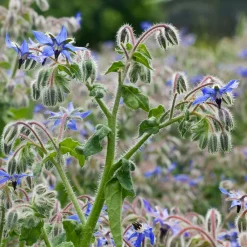 Bourrache Bleu Bio - Fleurs bleues à croquer