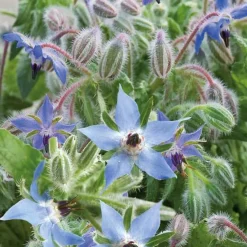 Bourrache Bleu Bio - Fleurs bleues à croquer