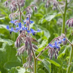 Bourrache Bleu et Blanche - Fleurs à croquer tout l'été