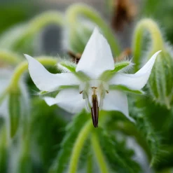 Bourrache Bleu et Blanche - Fleurs à croquer tout l'été