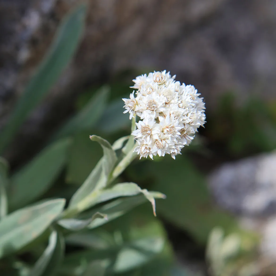 Bouton d'argent des Alpes - Blanc éclatant, zéro effort