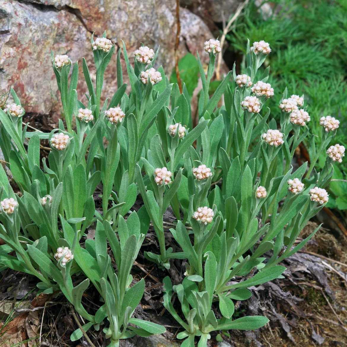 Bouton d'argent des Alpes - Blanc éclatant, zéro effort