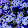 Brachycome - Un tapis de fleurs bleues