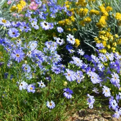 Brachycome - Un tapis de fleurs bleues