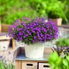 3 Brachyscomes Magenta - Un nuage de fleurs magenta