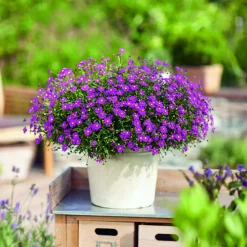 3 Brachyscomes Magenta - Un nuage de fleurs magenta