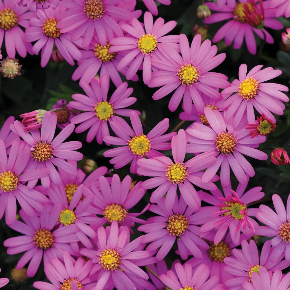 3 Brachyscomes Magenta - Un nuage de fleurs magenta