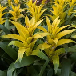 Bromelia jaune - Le soleil en pot toute l'année