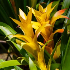 Bromelia jaune - Le soleil en pot toute l'année
