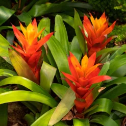 Bromelia orange - Une fleur exotique sans effort