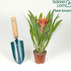 Bromelia orange - Une fleur exotique sans effort