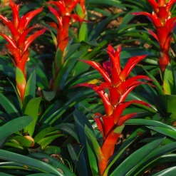 Bromelia rouge - Fleur rouge qui dure des mois