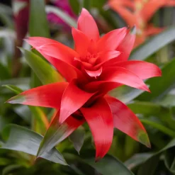 Bromelia rouge - Fleur rouge qui dure des mois