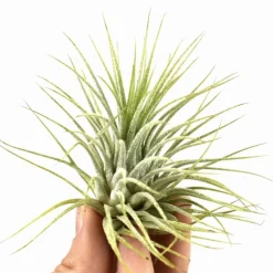 Bromélia Tillandsia 'Druid' - La plante qui vit sans terre