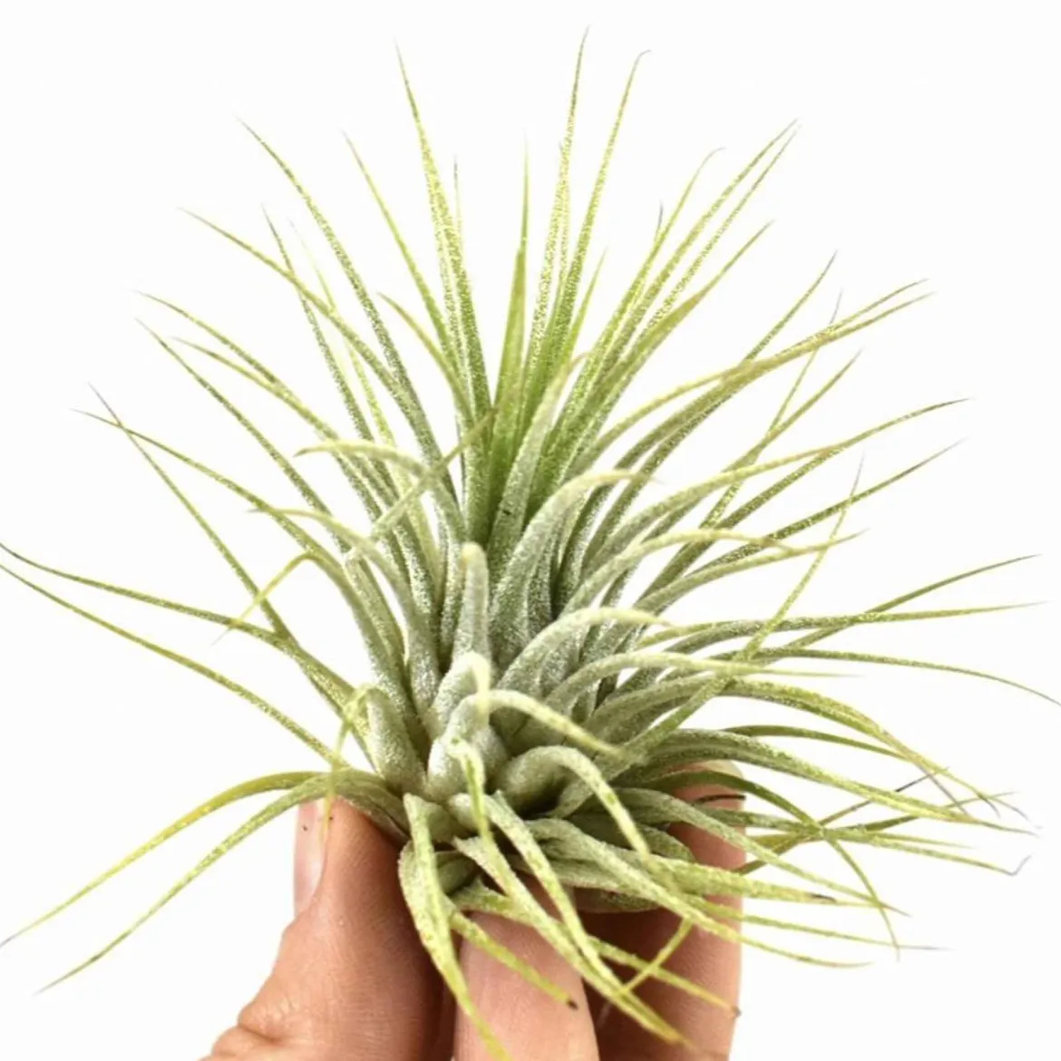 Bromélia Tillandsia 'Druid' - La plante qui vit sans terre