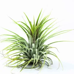 Bromélia Tillandsia 'Druid' - La plante qui vit sans terre