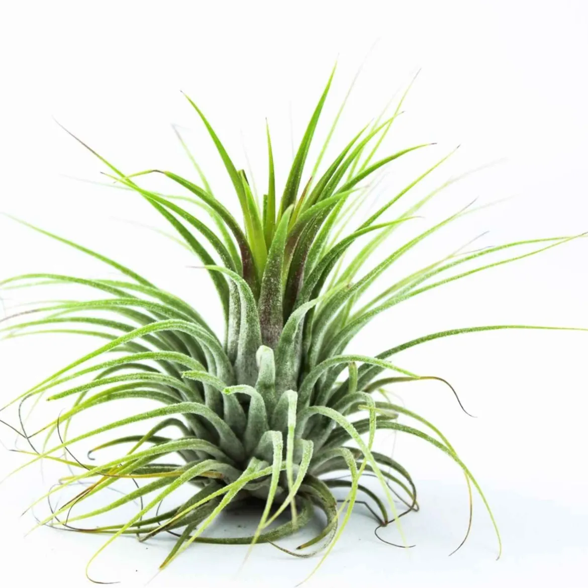 Bromélia Tillandsia 'Druid' - La plante qui vit sans terre