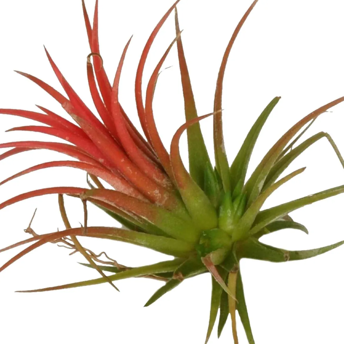 Bromélia Tillandsia ionantha Rouge - Vit sans terre ni pot