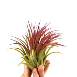 Bromélia Tillandsia ionantha Rouge - Vit sans terre ni pot