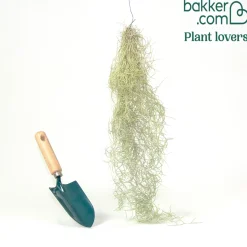 Bromélia Tillandsia usneoides - Plante suspendue - La déco qui vit sans terre