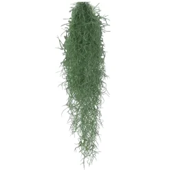 Bromélia Tillandsia usneoides - Plante suspendue - La déco qui vit sans terre