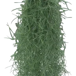 Bromélia Tillandsia usneoides - Plante suspendue - La déco qui vit sans terre