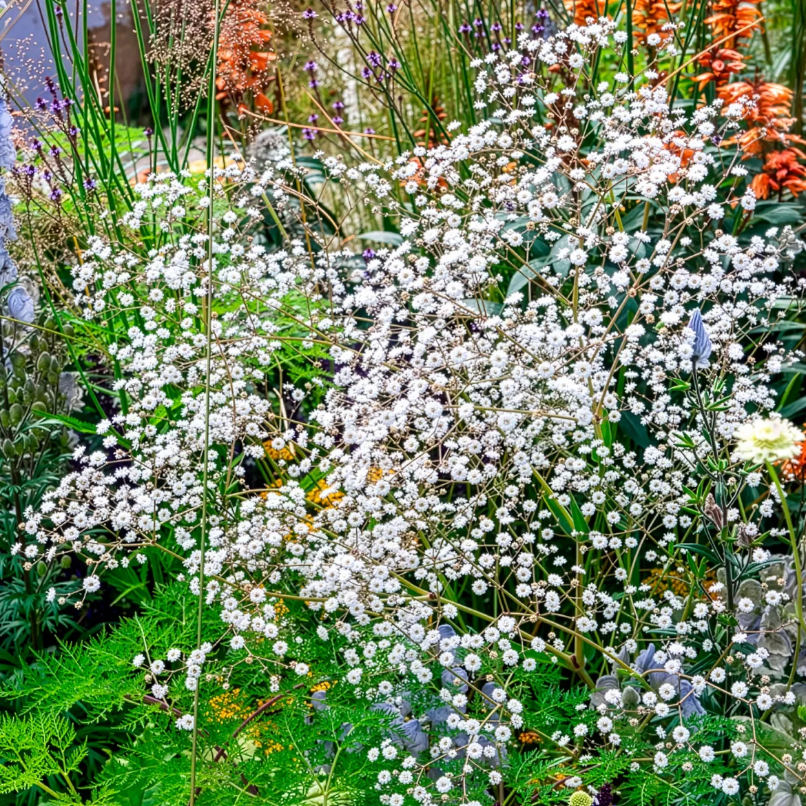 Brouillard Bristol Fairy Gypsophile Bristol Fairy - Un nuage blanc au jardin