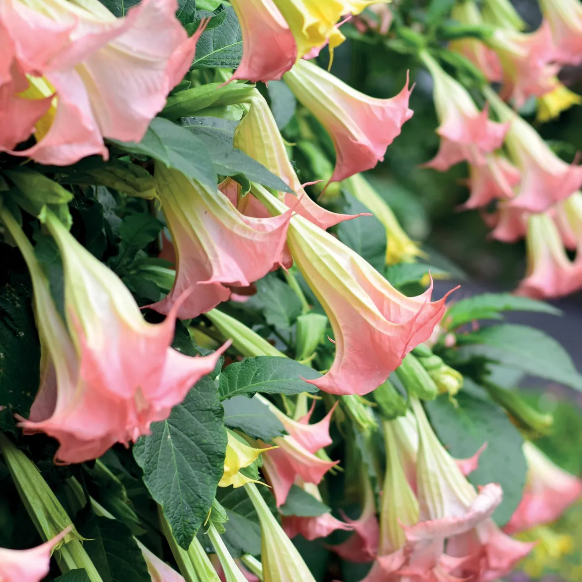 Brugmansia Exotic Pink - Des trompettes roses parfumées