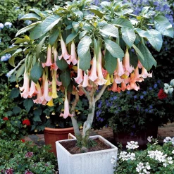 Brugmansia Exotic Pink - Des trompettes roses parfumées