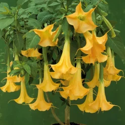 Brugmansia jaune - Des trompettes géantes tout l'été