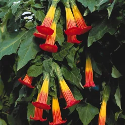 Brugmansia rouge et or - Des trompettes géantes chez vous
