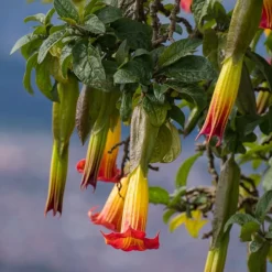 Brugmansia rouge et or - Des trompettes géantes chez vous