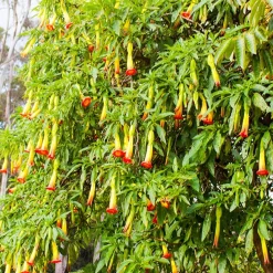 Brugmansia rouge et or - Des trompettes géantes chez vous